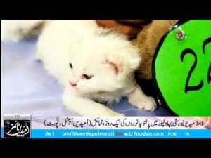 Pets Show in Islamia University Bahawalpur