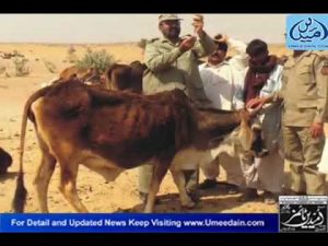 BWP Army News, Live Stock Camp 6-Apr-12