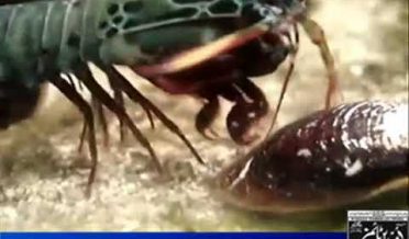Insect counter spy Jasoos in Urdu
