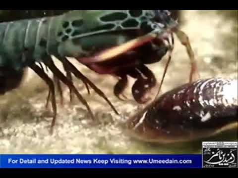 Insect counter spy Jasoos in Urdu