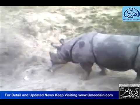 Rhinoceros attack in Bahawalpur Report