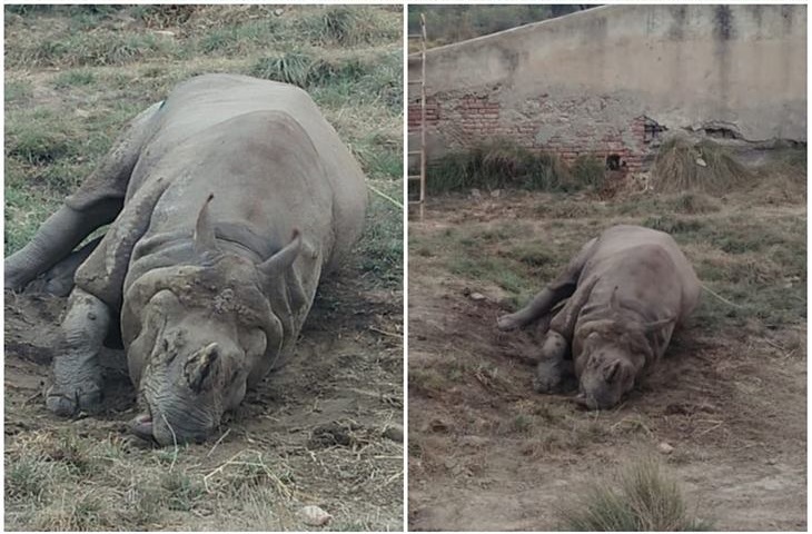 نیشنل پارک لال سوہانرا میں مادہ گینڈا کے بعد نر گینڈا بھی چل بسا